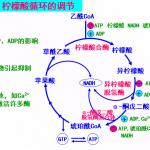 生物化学教程王镜岩朱圣庚徐长法糖代谢