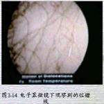 上海大学材料学院材料科学基础复习课件