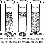 朱军微生物学中英文版期末考试及半岛在线注册复习资料