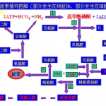 首都师范大学半岛在线注册生物化学知识点(图文)