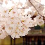 2017日本留学研究生申请条件