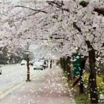日本硕士留学申请条件详解