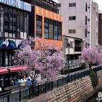 日本语言学校只教日语么?除了日语还教什么?
