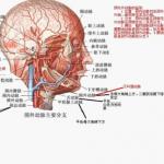 【口腔半岛在线注册】口腔解剖生理学相关知识点整理