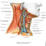 【口腔半岛在线注册】Sobotta头颈部解剖图谱（全英文）