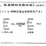 生物化学辅导班课件