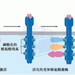 中国科学院大学细胞生物学复习要点(图文)